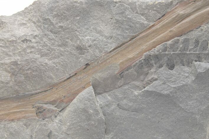 Unidentified Pennsylvanian Fossil Stem Plate - Kentucky #224718